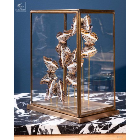7  butterflies CHARAXES BRUTUS  in rectangular glass