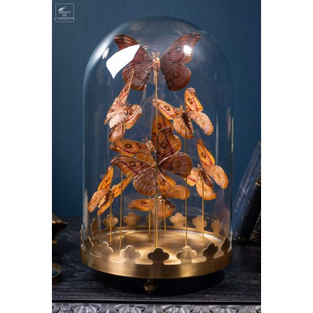 8 butterflies ANTHERINA SURAKA  with brass base
