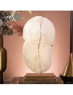 White coral HALOMITRA PILEUS