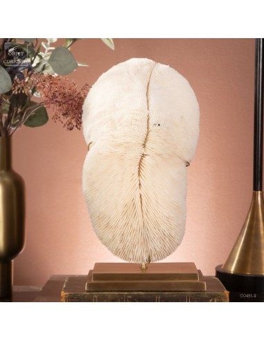 White coral HALOMITRA PILEUS