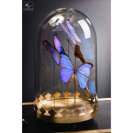 5 Morpho butterflies under round glass and brass