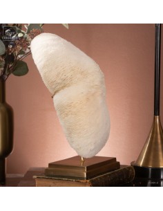 White coral HALOMITRA PILEUS 2