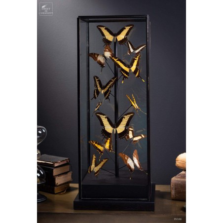 12 yellow butterflies under square glass