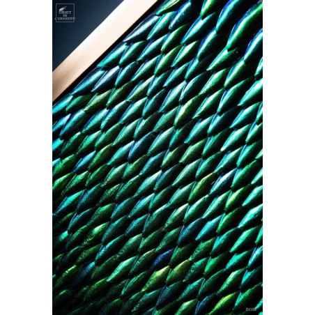 Elytra green beetle wings in square brass frame