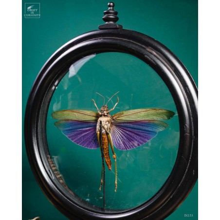 Criquet VIOLET dans reliquaire noir Criquet VIOLET dans reliquaire noir