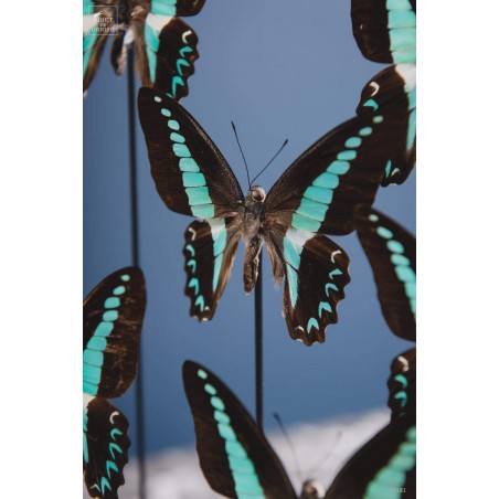 8 butterflies GRAPHIUM MILON under rectangular glass