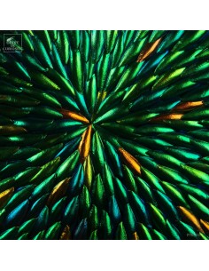 Elytra of green beetles in... 2