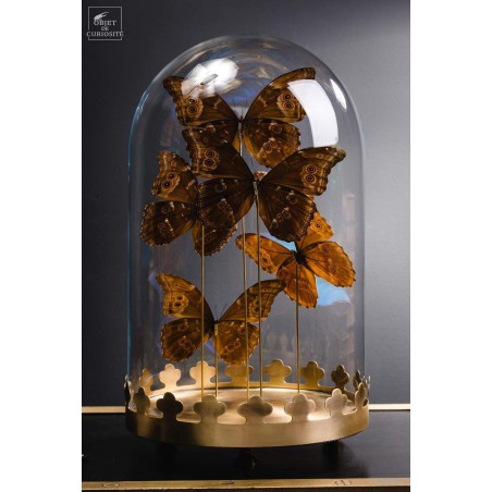 5 Morpho butterflies under round glass and brass