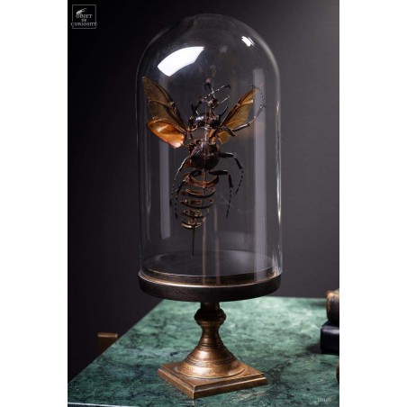 Fragmented beetle under glass on brass stand