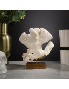 Corail Patte de chat...