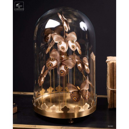 11 TAENARIS URANIA butterflies under glass