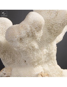 Corail Patte de chat... 2