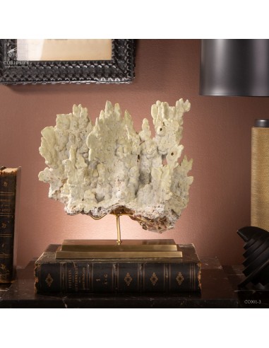 Corail feu MILLEPORA EXAESA