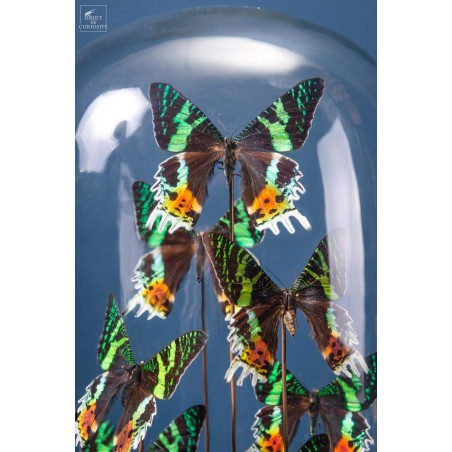 10 butterflies URANIA RIPHEUS in capsule glass