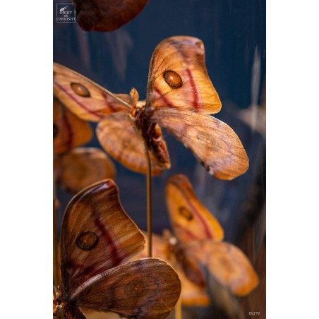 8 butterflies ANTHERINA SURAKA  with brass base