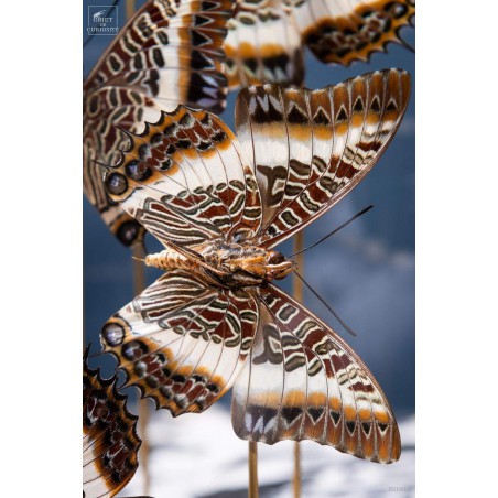 7  butterflies CHARAXES BRUTUS  in rectangular glass