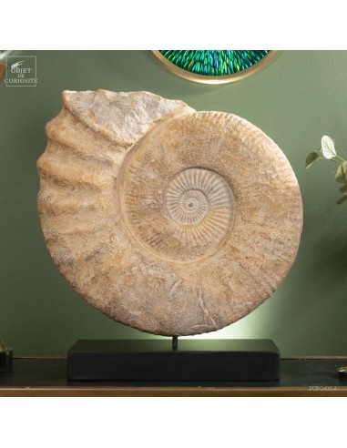 Grande ammonite du Crétacée sur socle...