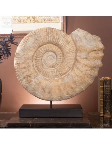 Grande ammonite du Crétacée sur socle...