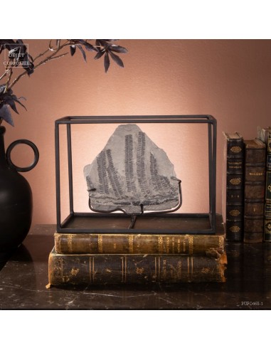 Fossiles en cage :  PECOPTERIS...