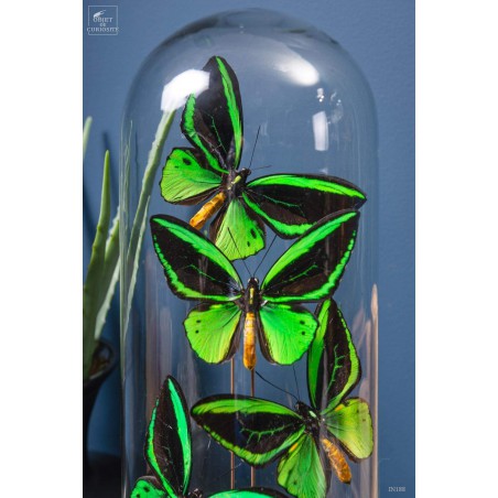 4 butterflies ORNITHOPTERA in capsule glass.