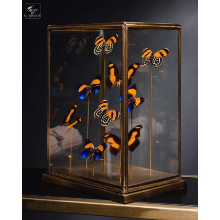 9 papillons oranges sous globe rectangulaire