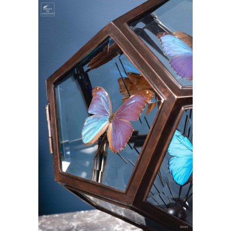 9 blue butterflies MORPHO MENELAUS in 12 sides glass box