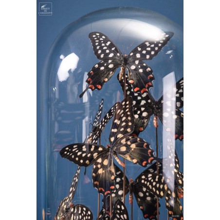 11  ANTENOR butterflies in capsule glass