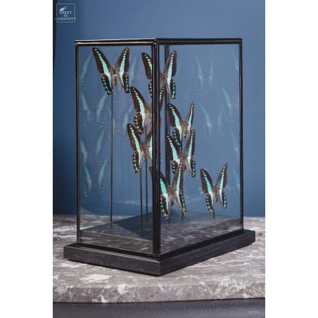 8 butterflies GRAPHIUM MILON under rectangular glass