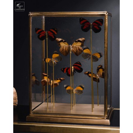 9 papillons oranges sous globe rectangulaire