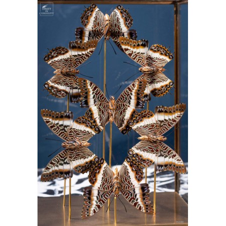 7  butterflies CHARAXES BRUTUS  in rectangular glass