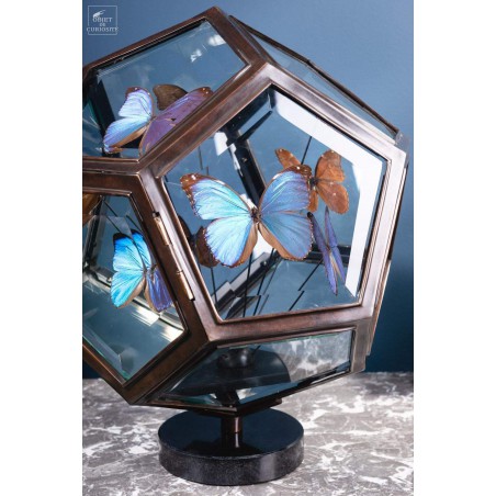 9 blue butterflies MORPHO MENELAUS in 12 sides glass box