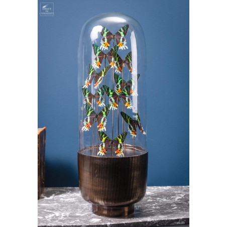 10 butterflies URANIA RIPHEUS in capsule glass