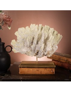 Fire coral MILLEPORA EXAESA