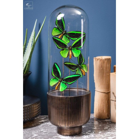 4 butterflies ORNITHOPTERA in capsule glass.