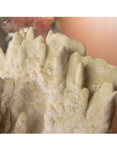 Fire coral MILLEPORA EXAESA 2