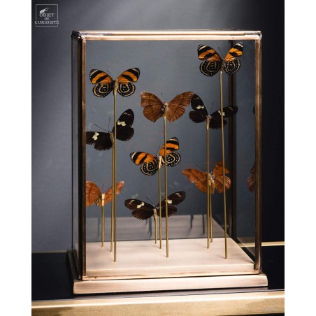 9 papillons rouges sous globe rectangulaire