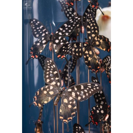 11  ANTENOR butterflies in capsule glass