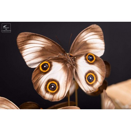 11 TAENARIS URANIA butterflies under glass
