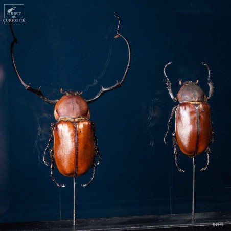 Couple of insects Euchirus longimanus