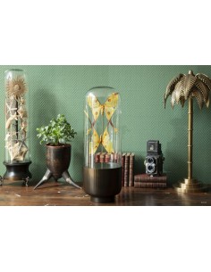 Couple of Comet moth from...