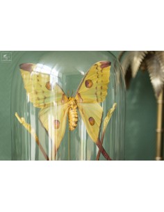 Couple of Comet moth from... 2