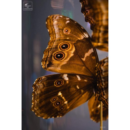5 Morpho butterflies under round glass and brass