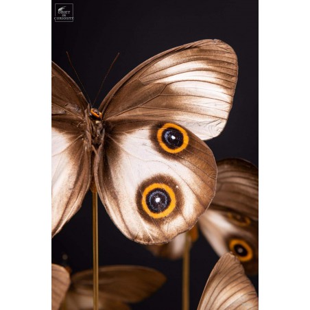 11 TAENARIS URANIA butterflies under glass