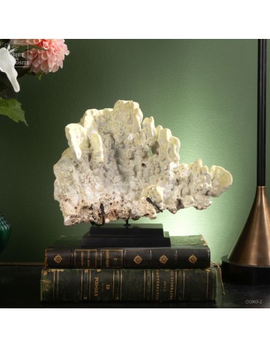 Fire coral MILLEPORA EXAESA