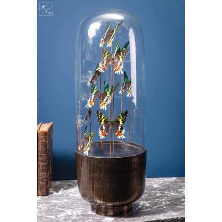 10 butterflies URANIA RIPHEUS in capsule glass