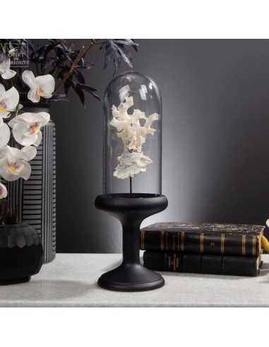 Xénophora avec squelette d'éponge...