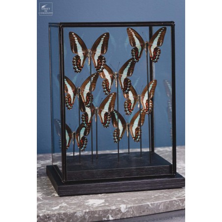 8 butterflies GRAPHIUM MILON under rectangular glass