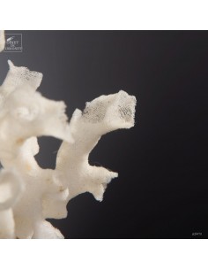 Xenophora with glass sponge... 2
