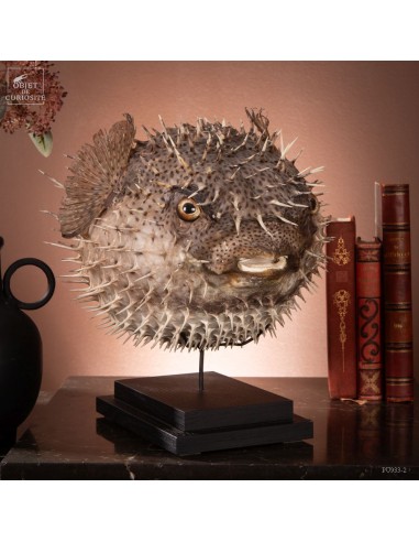 Huge globefish on black base