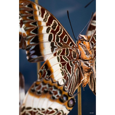 7  butterflies CHARAXES BRUTUS  in rectangular glass